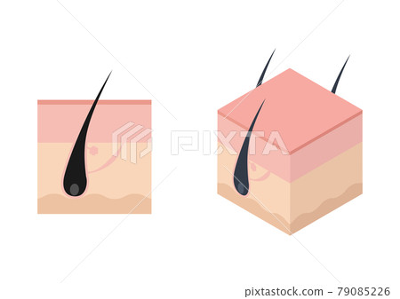 Illustration material of hair root, pore, scalp 79085226