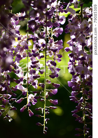 Fuji hit by the morning sun 79085309