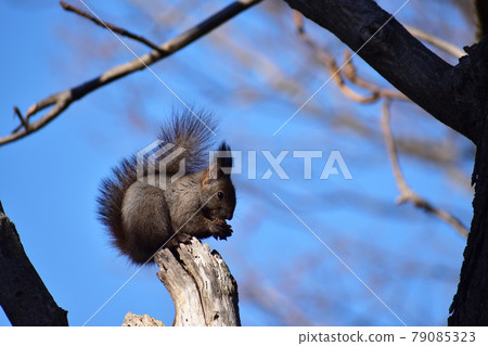 Ezoris eating walnuts on a dead tree Ezoris eating walnuts on a dead tree 79085323