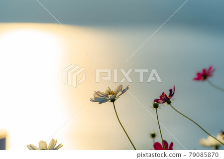 日落和秋天的櫻花[長野縣] 79085870