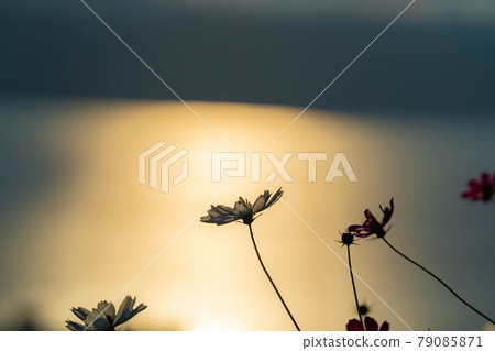 日落和秋天的櫻花[長野縣] 79085871