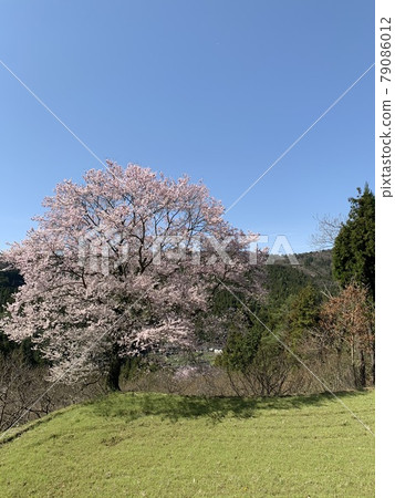 Cherry Blossom Hill 79086012
