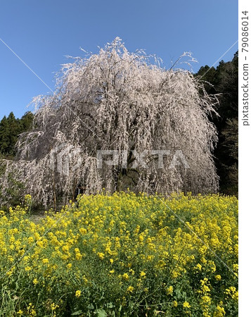 品牌櫻花和油菜花 品牌櫻花和油菜花 79086014
