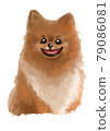 Sitting Pomeranian 79086081
