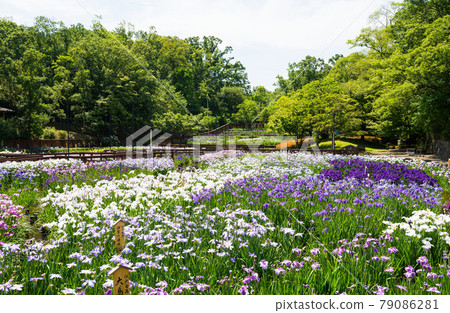 Iris garden in Yamadaike Park Iris garden in Yamadaike Park 79086281