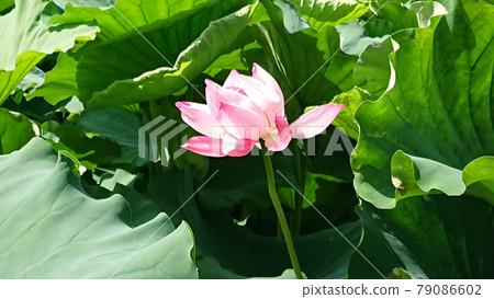 Lotus flower blooming in Shinobazu pond 79086602
