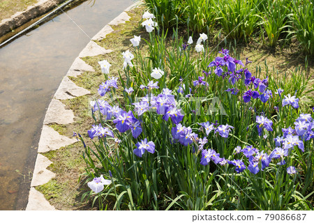 大濱公園的鳶尾花園 大濱公園的鳶尾花園 79086687
