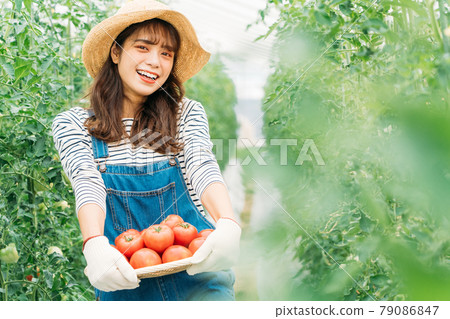 女人收穫西紅柿 79086847