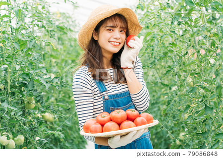 女人收穫西紅柿 79086848