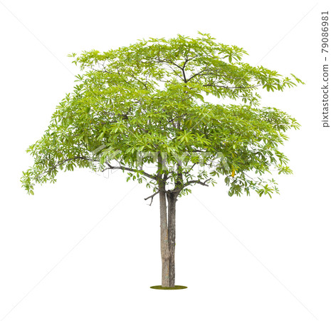 The freshness big green tree isolated on white. 79086981