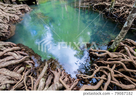 Tropical tree roots or Tha pom mangrove in swamp forest and flow water, Klong Song Nam, Thailand. 79087182