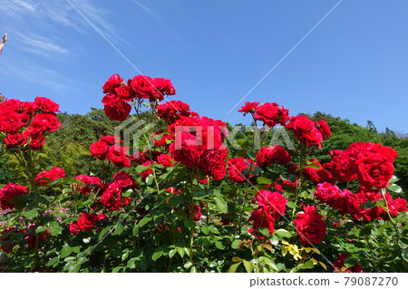 Rose in full bloom rose rose 79087270