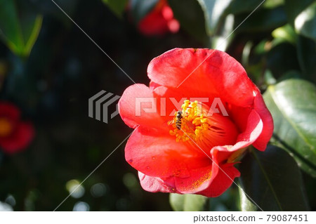 Camellia japonica and bees. Camellia japonica and bees. 79087451