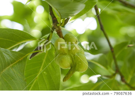 Fist fruit Magnolia family Fist fruit Magnolia family 79087636