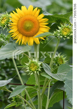Sun Flower  79087696