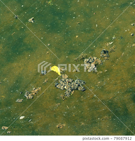 Dirty polluted water in the pond. A concept for environmental and nature protection. Dirty polluted water in the pond. A concept for environmental and nature protection. 79087912
