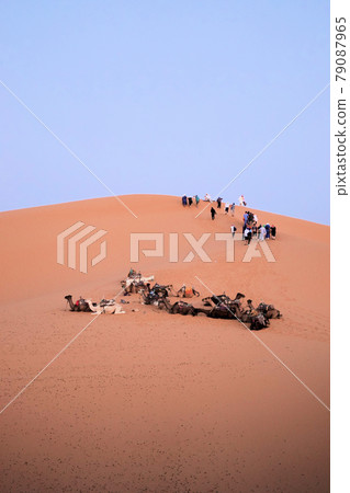 Red desert and camel_Sahara desert landscape 79087965