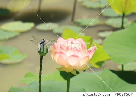 Lotus flower and dragonfly Lotus flower and dragonfly 79088507