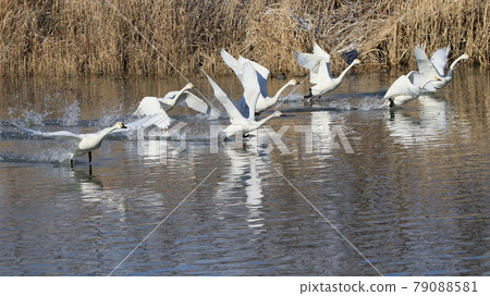 Swan flying out 79088581