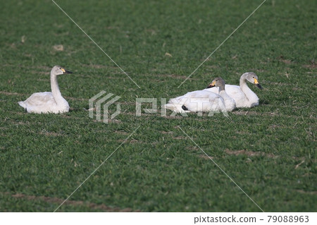 來到麥田覓食的小天鵝 來到麥田覓食的小天鵝 79088963