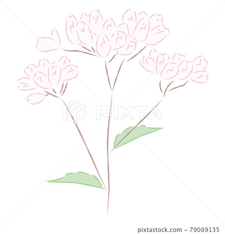 Illustration of Fujibakama 79089135