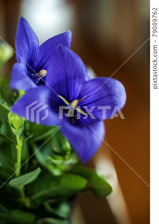桔梗花的特寫 桔梗花的特寫 79089762