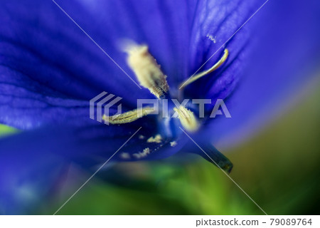 Close-up of bellflower flowers Close-up of bellflower flowers 79089764