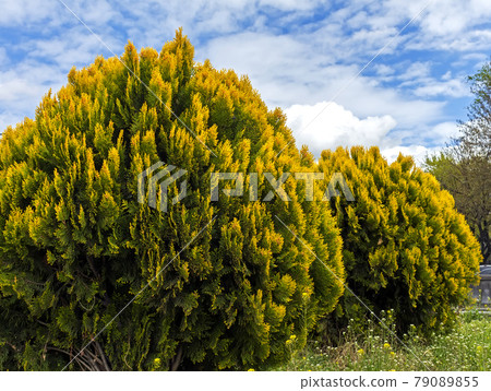 Thuja Western globular. Thuja Western globular. 79089855
