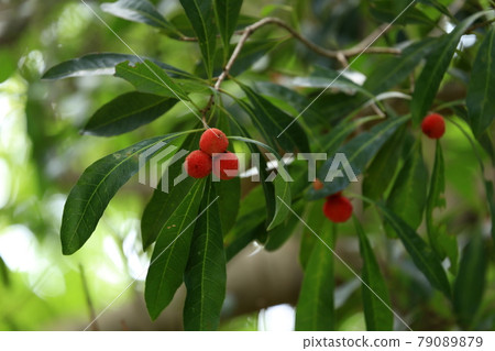 Fruit of a bamboo grove Fruit of a bamboo grove 79089879