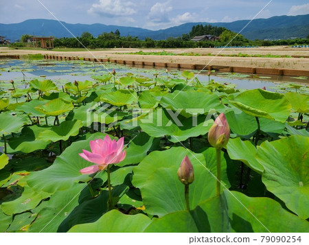 敦賀千禧公園中盛開的中尊寺哈斯 敦賀千禧公園中盛開的中尊寺哈斯 79090254