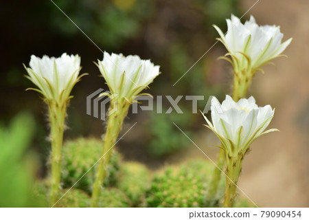 Cactus flower green stem white flowers. Cactus flower green stem white flowers. 79090454