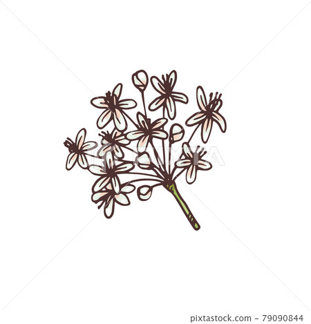 Ginseng inflorescence, hand drawn engraving vector illustration isolated. 79090844