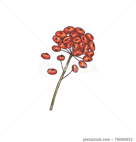 Ginseng blooming flowers icon or symbol, engraving vector illustration isolated. Ginseng blooming flowers icon or symbol, engraving vector illustration isolated. 79090852