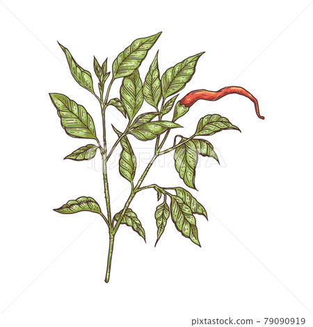 Branch of chili pepper with red pod engraving vector illustration isolated. 79090919