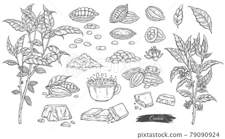 Cocoa plant and products made of cocoa in ink style vector illustration isolated. 79090924