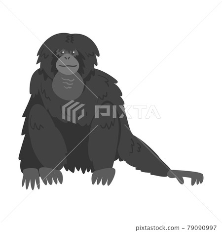 Siamang Monkey as Arboreal, Black-furred Gibbon Vector Illustration 79090997