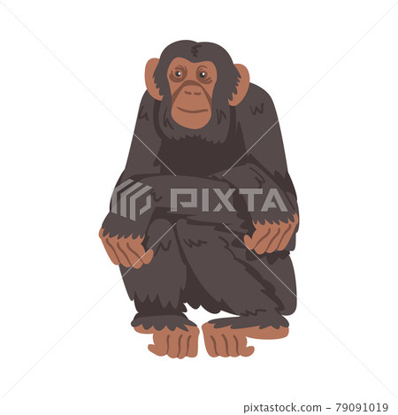 Chimpanzee Monkey as Great Ape Specie Native to Tropical Africa Vector Illustration Chimpanzee Monkey as Great Ape Specie Native to Tropical Africa Vector Illustration 79091019