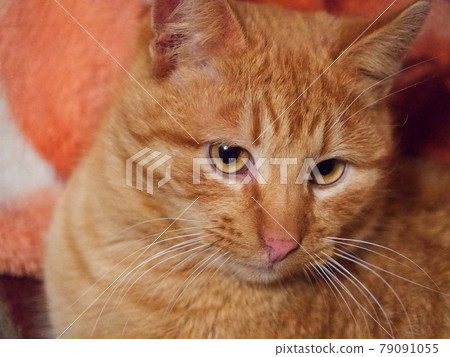 Portrait of an adult red cat, close-up. A cat with an expressive look. A pet. 79091055