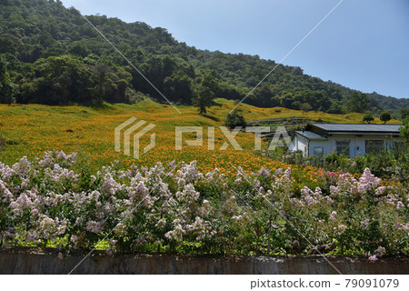 陽光燦爛,陽光照耀大地。山上的日本淺粉色花朵橙黃色的金針花已全開。 陽光燦爛,陽光照耀大地。山上的日本淺粉色花朵橙黃色的金針花已全開。 79091079