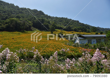 陽光燦爛,陽光照耀大地。山上的日本淺粉色花朵橙黃色的金針花已全開。 陽光燦爛,陽光照耀大地。山上的日本淺粉色花朵橙黃色的金針花已全開。 79091080