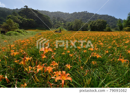 The sun shines brightly, the sun shines brightly on the earth. A golden needle flower in full bloom, a flower in the Kinki area, written by Sentachibana. 79091082