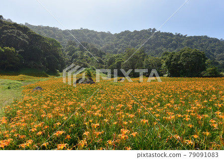 The sun shines brightly, the sun shines brightly on the earth. A golden needle flower in full bloom, a flower in the Kinki area, written by Sentachibana. 79091083