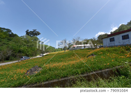 The lush green forest on the top of the mountain has golden needles and flowers, the cloudscape on the far mountain is pure, the beautiful scenery is irradiated, and Tokusara is bright. 79091084
