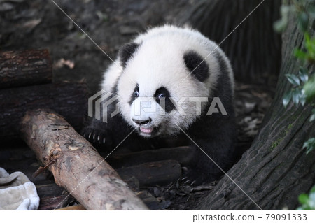 小灰熊貓 小灰熊貓 79091333
