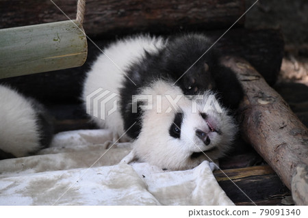 Baby gray panda Baby gray panda 79091340