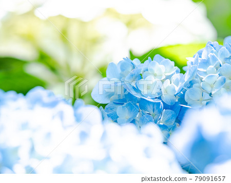 雨季的風景 美麗的繡球花 雨季的風景 美麗的繡球花 79091657