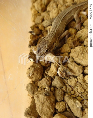 捕食蟋蟀的日本假名蛇 捕食蟋蟀的日本假名蛇 79091775