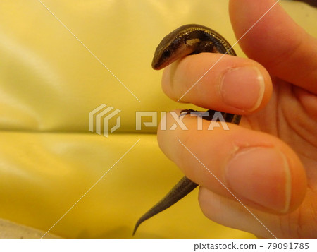 Japanese lizard caught on a finger 79091785