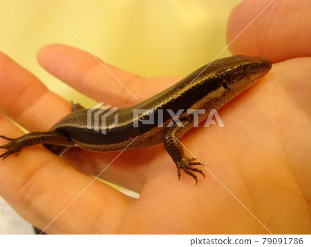 Japanese lizard sleeping on the hand Japanese lizard sleeping on the hand 79091786