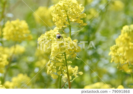面對蜜蜂和油菜花 面對蜜蜂和油菜花 79091868
